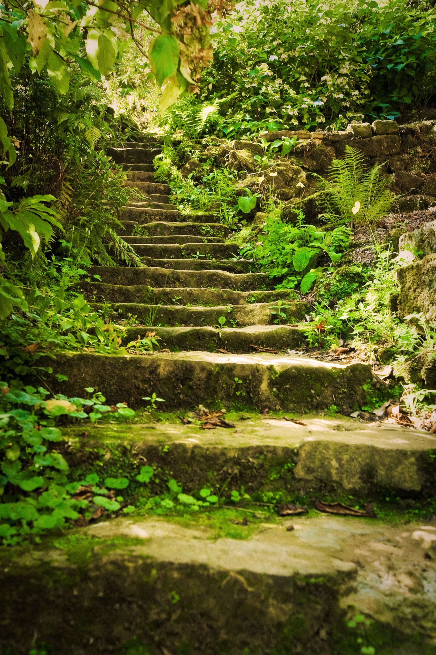 Mossy Garden Steps, Lamberhurst, Kent