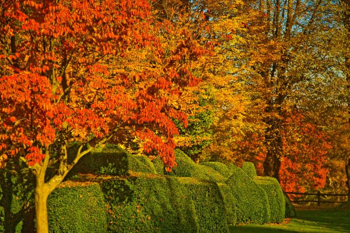 Autumn Colour and Topiary