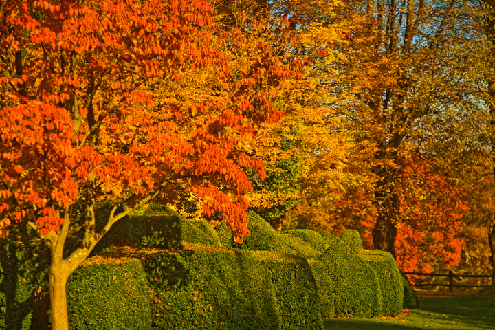 Autumn Colour and Topiary