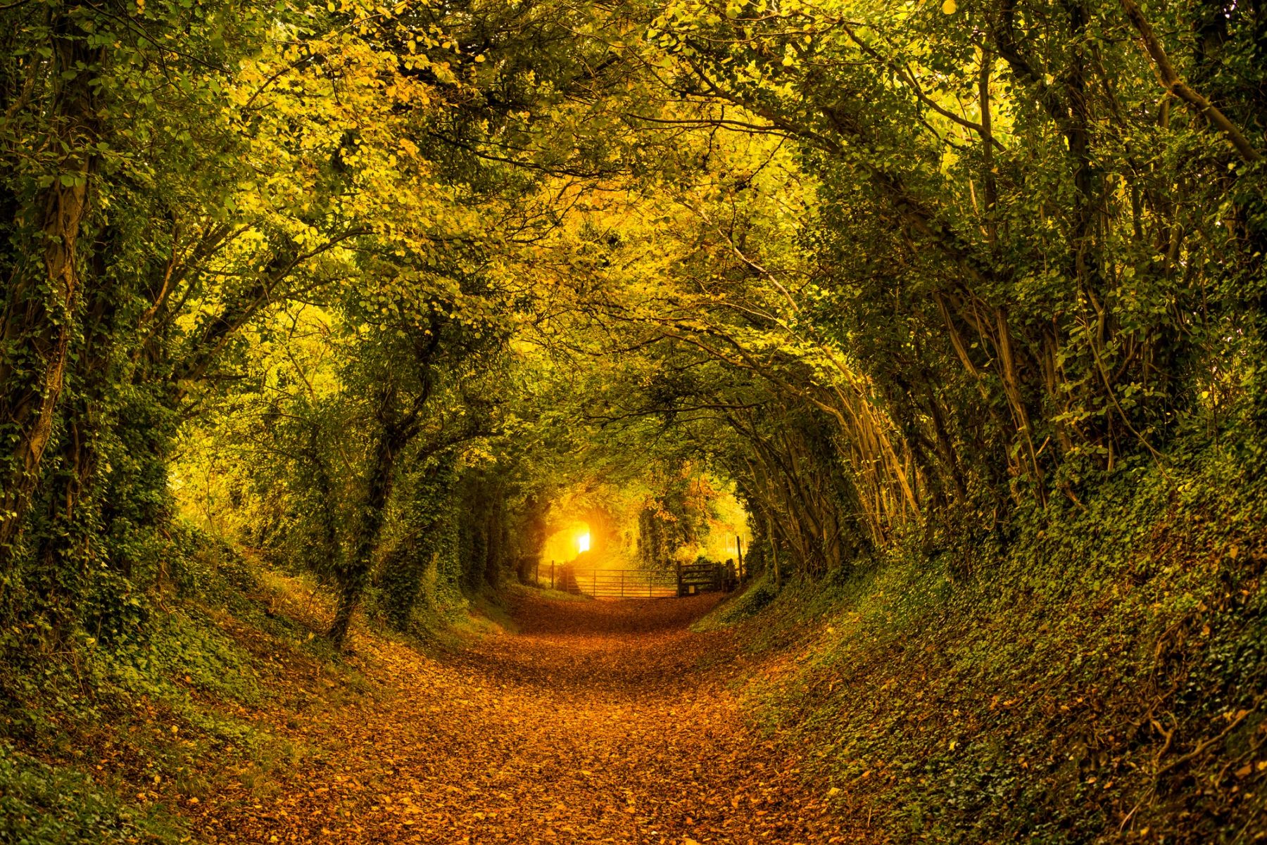 Light at the End of the Tunnel, Halnaker