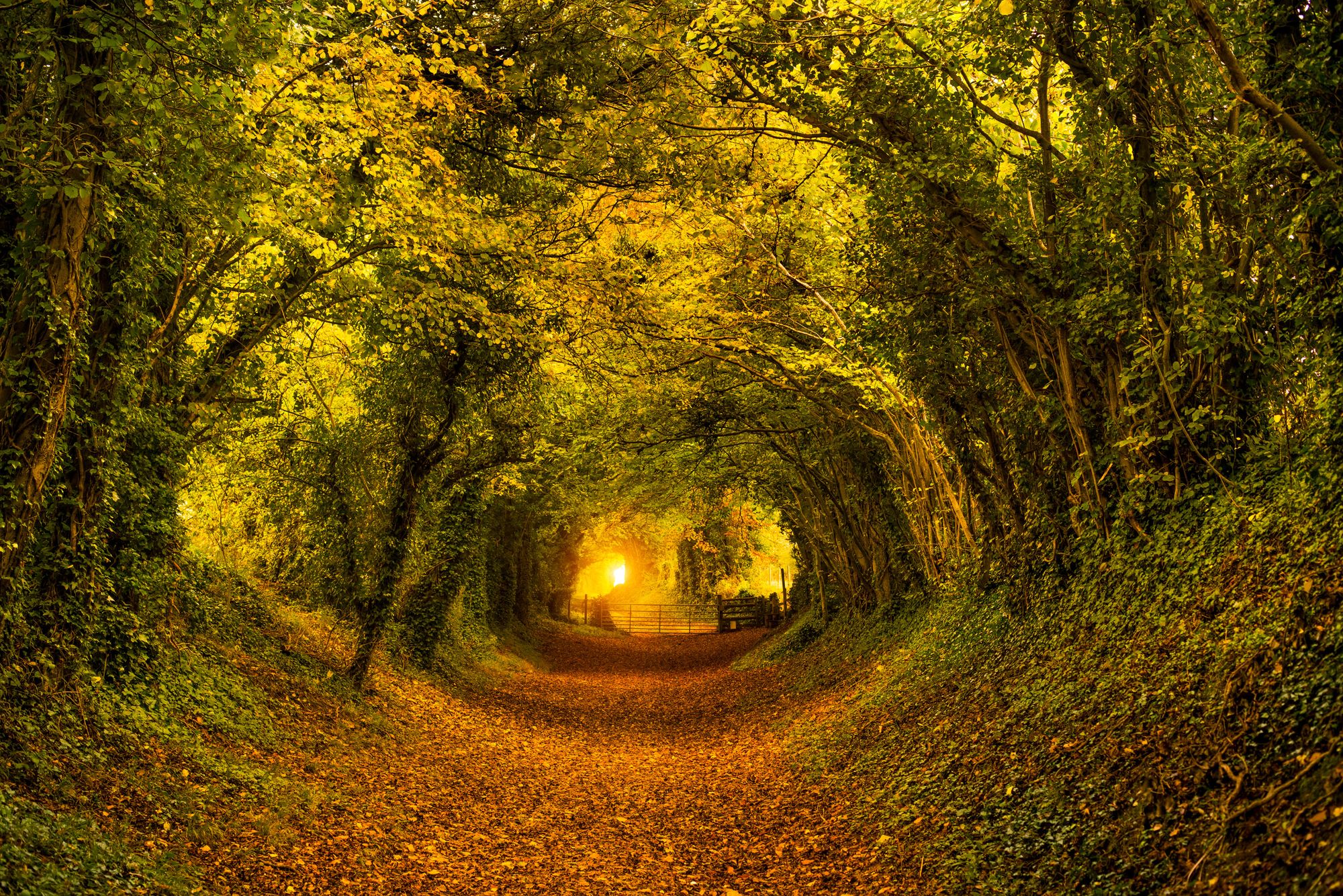 Halnaker Tree Tunnel – photography print by Scott Wright