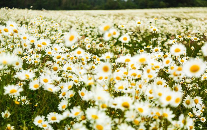 Daisy Carpet