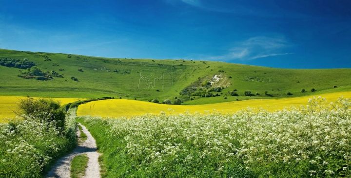Cow Parsley Path