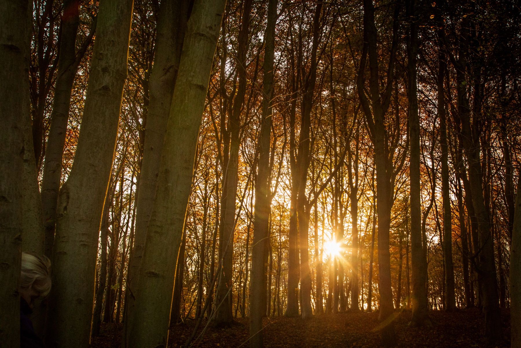 Sunburst through the Beeches, Stanmer Park, Brighton