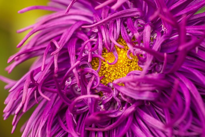 Magenta Aster
