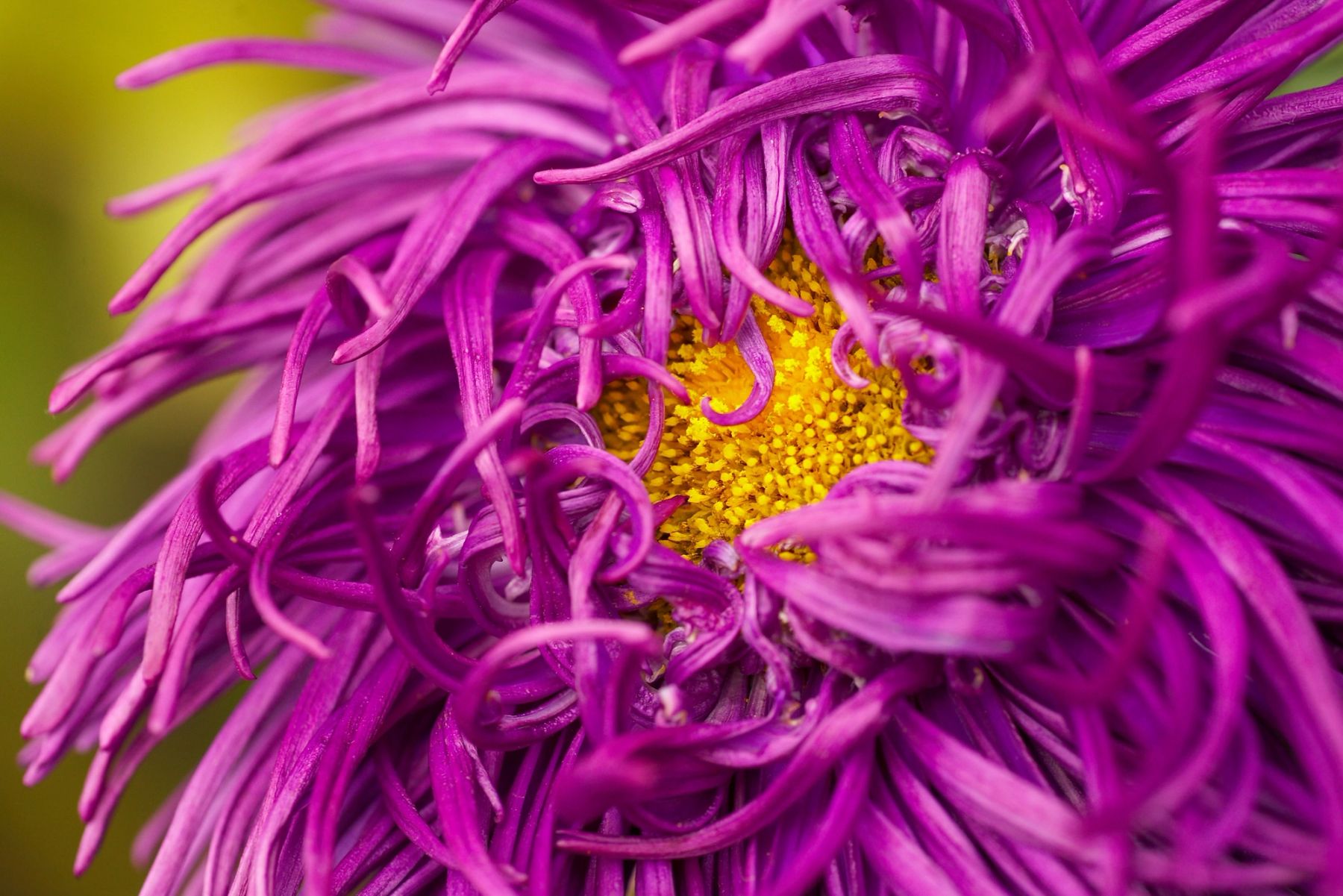 Magenta Aster,