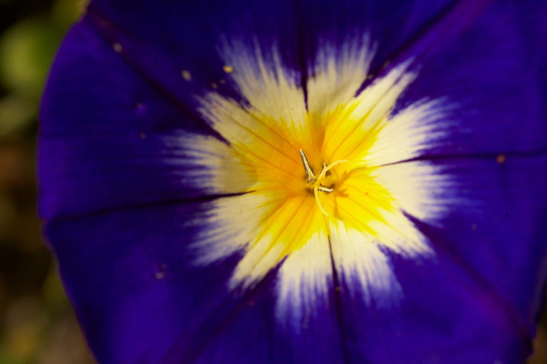 Blue Convolvulus, 