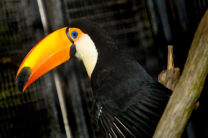 The Toucan