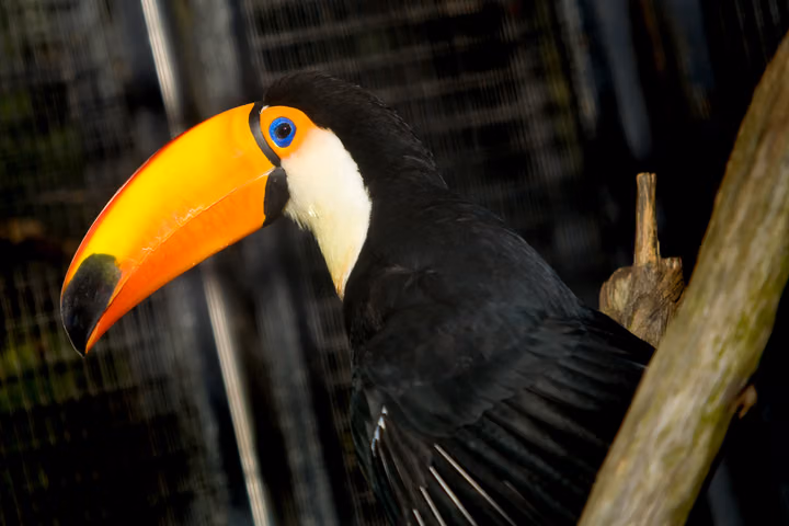 The Toucan