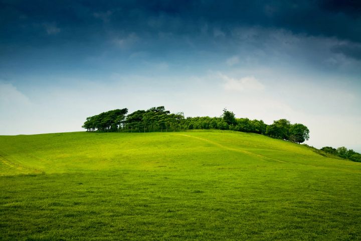 The Hilltop Copse