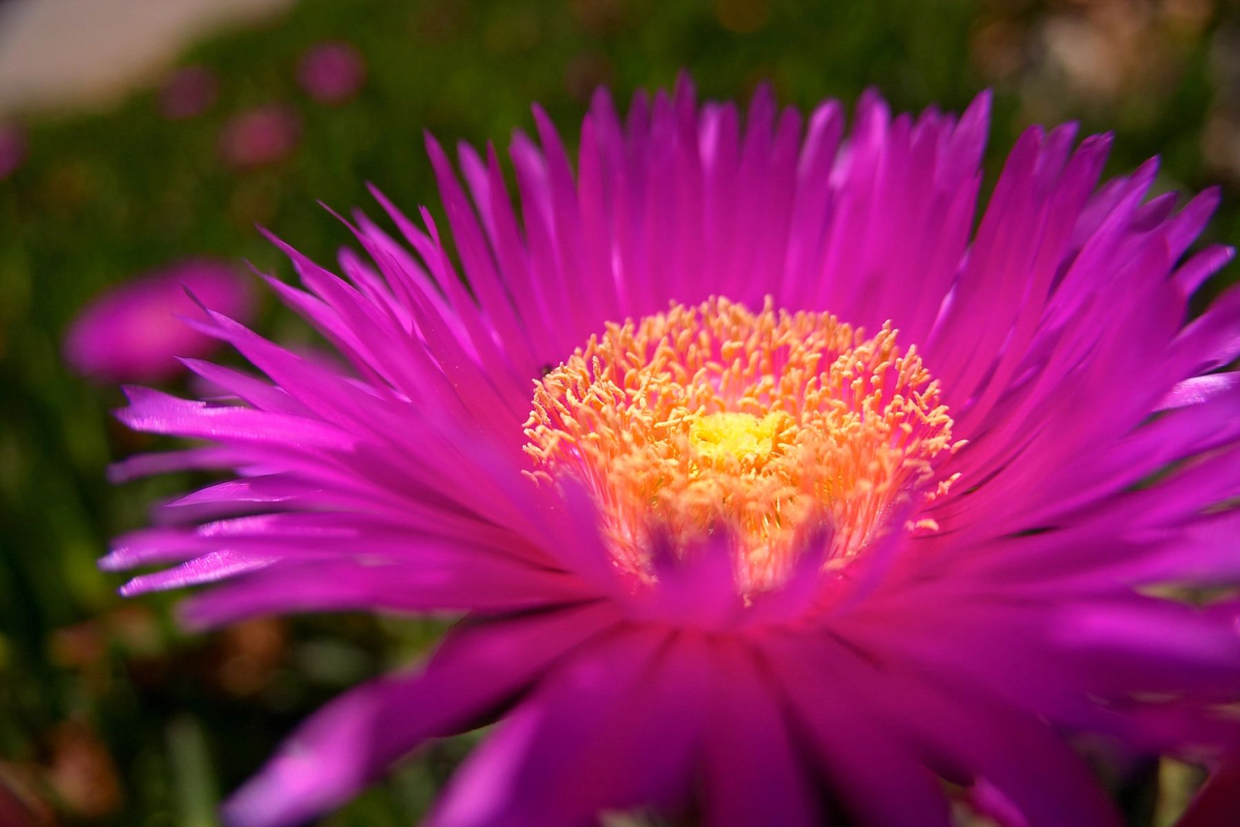 Menorcan Ice Plant, Menorca
