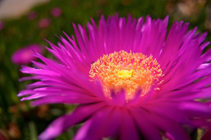 Menorcan Ice Plant