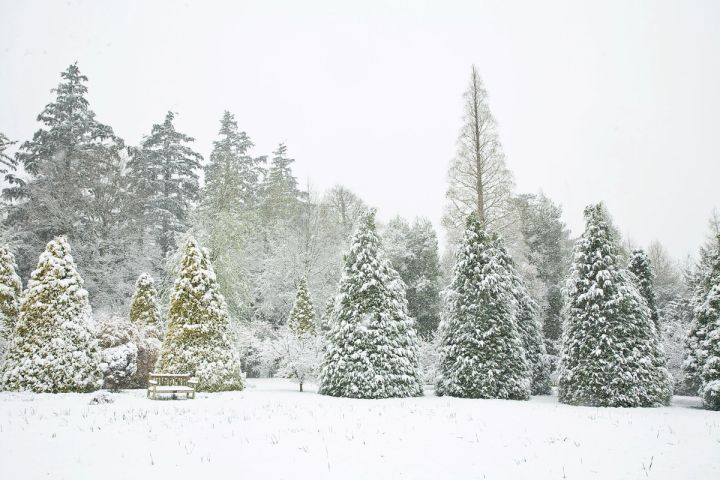 Snow in the Pinetum