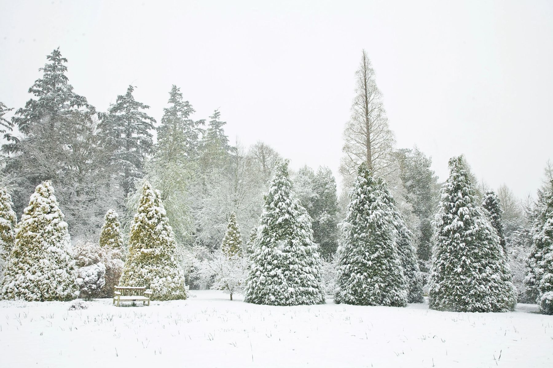 Snow in the Pinetum, Handcross, West Sussex
