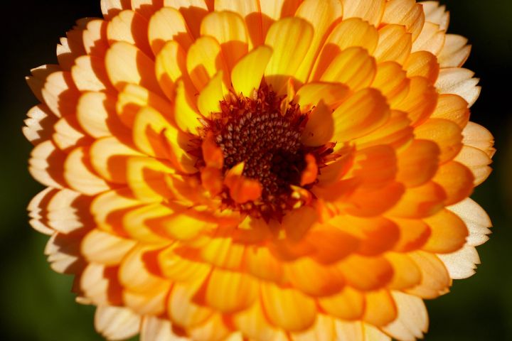 Marigold