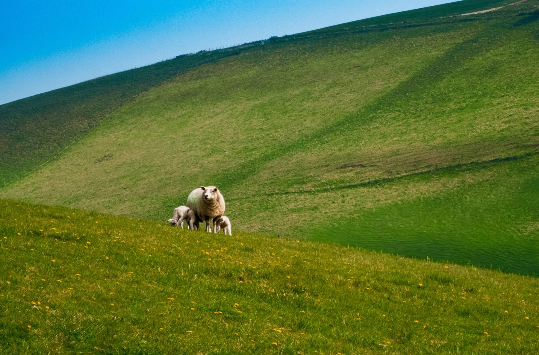 Ewe and Lamb, South Downs