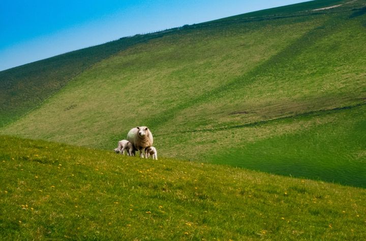 Ewe and Lamb