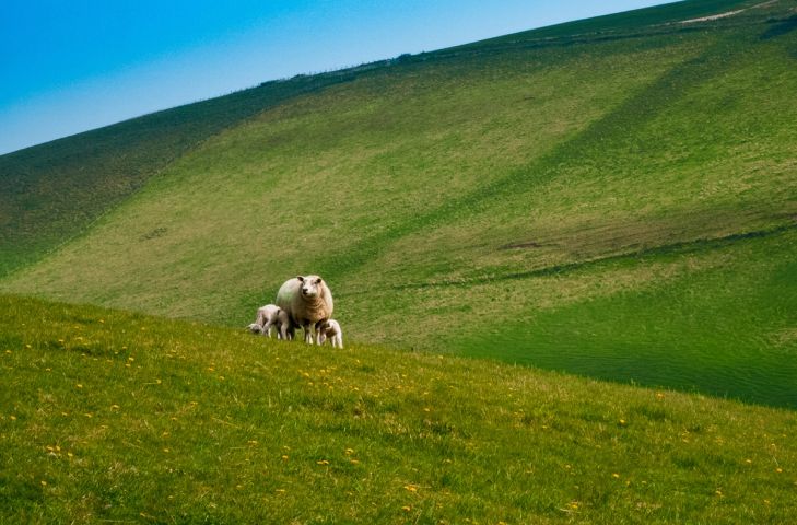 Ewe and Lamb