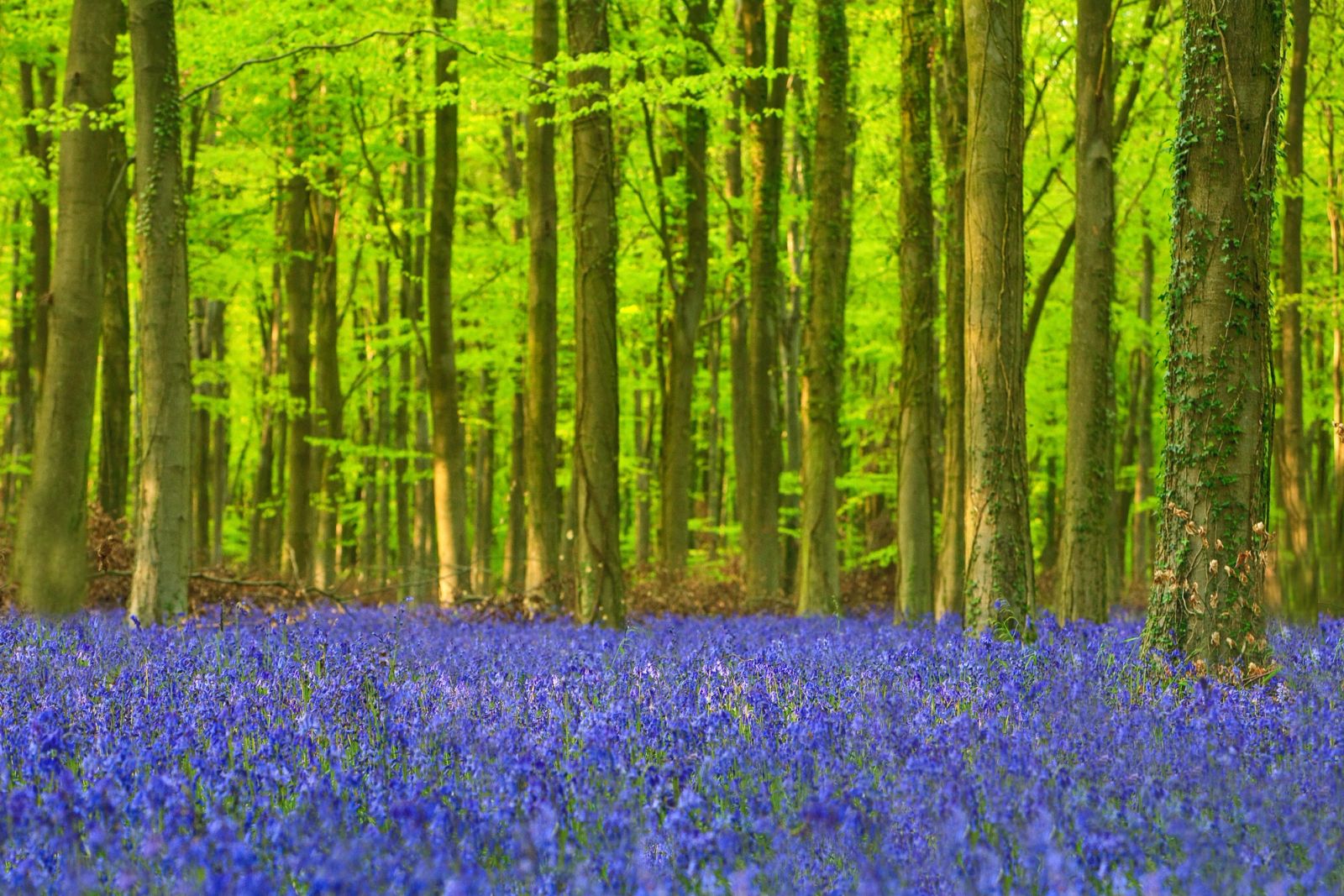 Bluebell Wood, Sussex