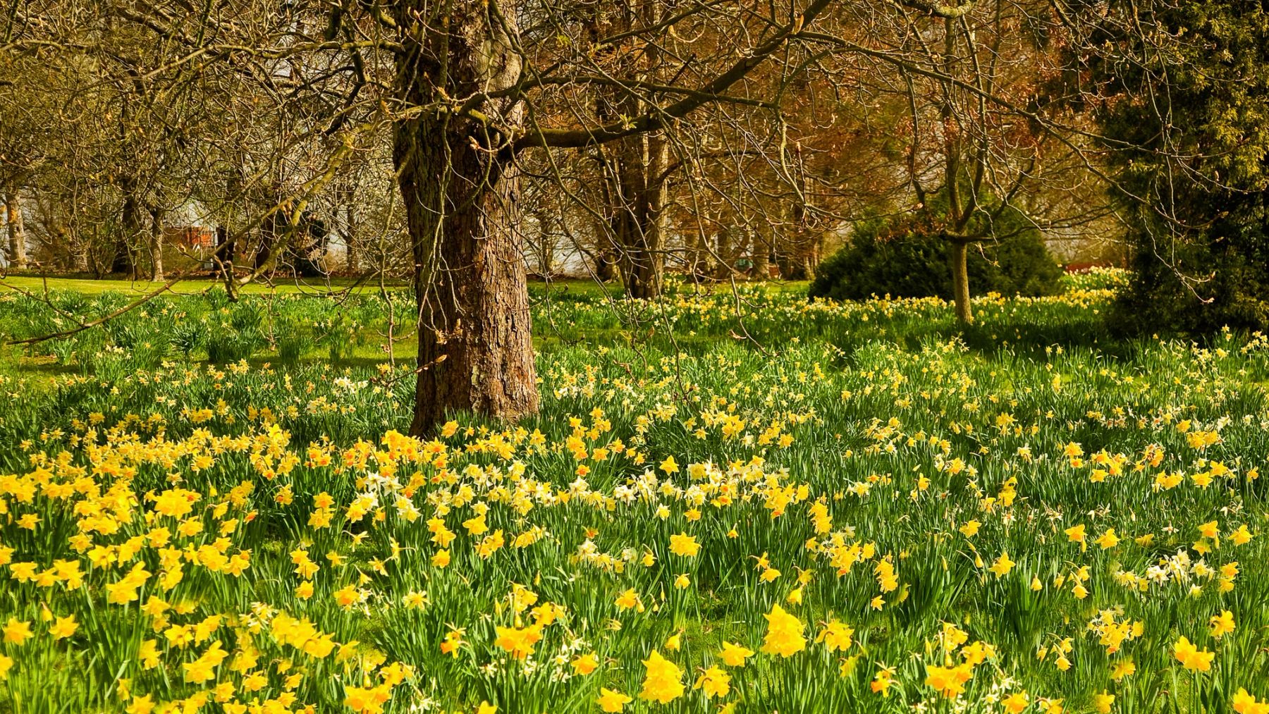 Daffodils under the Old Tree, Wakehurst, Ardingly