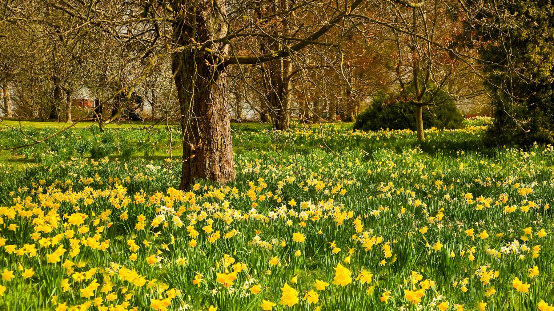 Daffodils under the Old Tree, Wakehurst, Ardingly