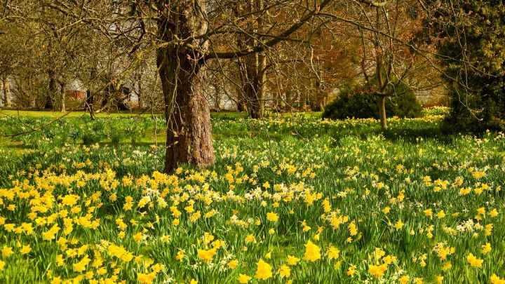 Daffodils under the Old Tree