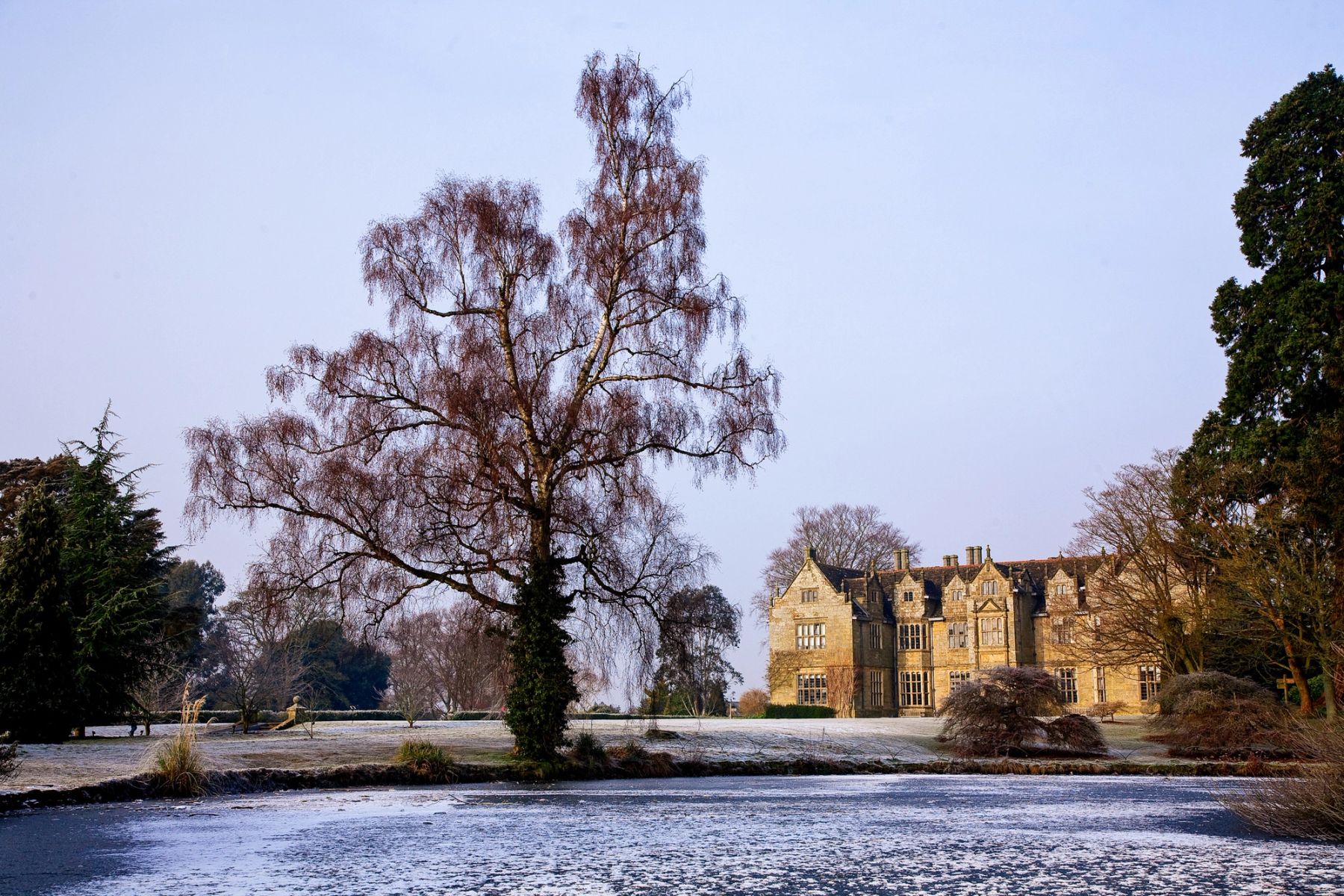 Winter Birch, Wakehurst, Ardingly