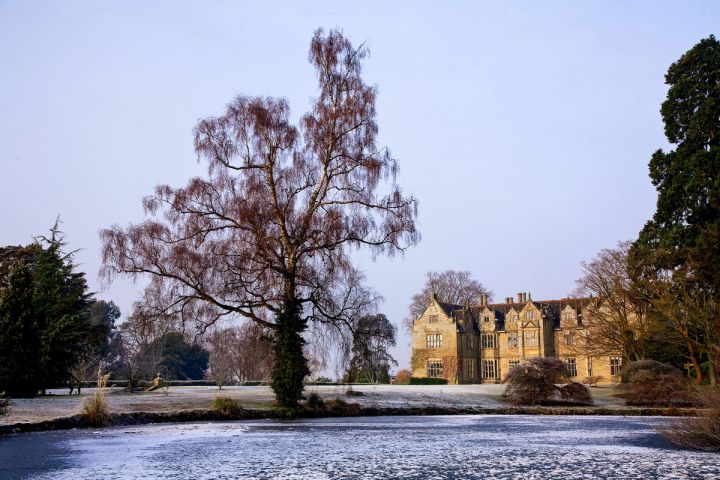 Winter Birch