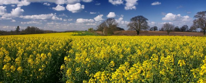 Trees across the Rapeseed