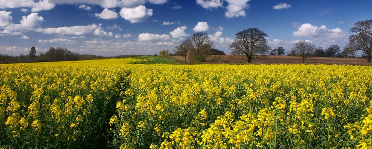 Trees across the Rapeseed
