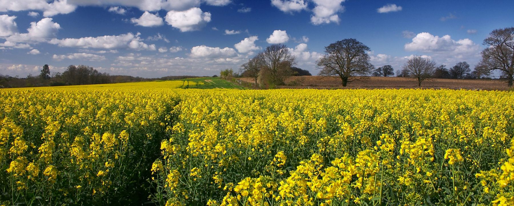 Trees across the Rapeseed, South Downs