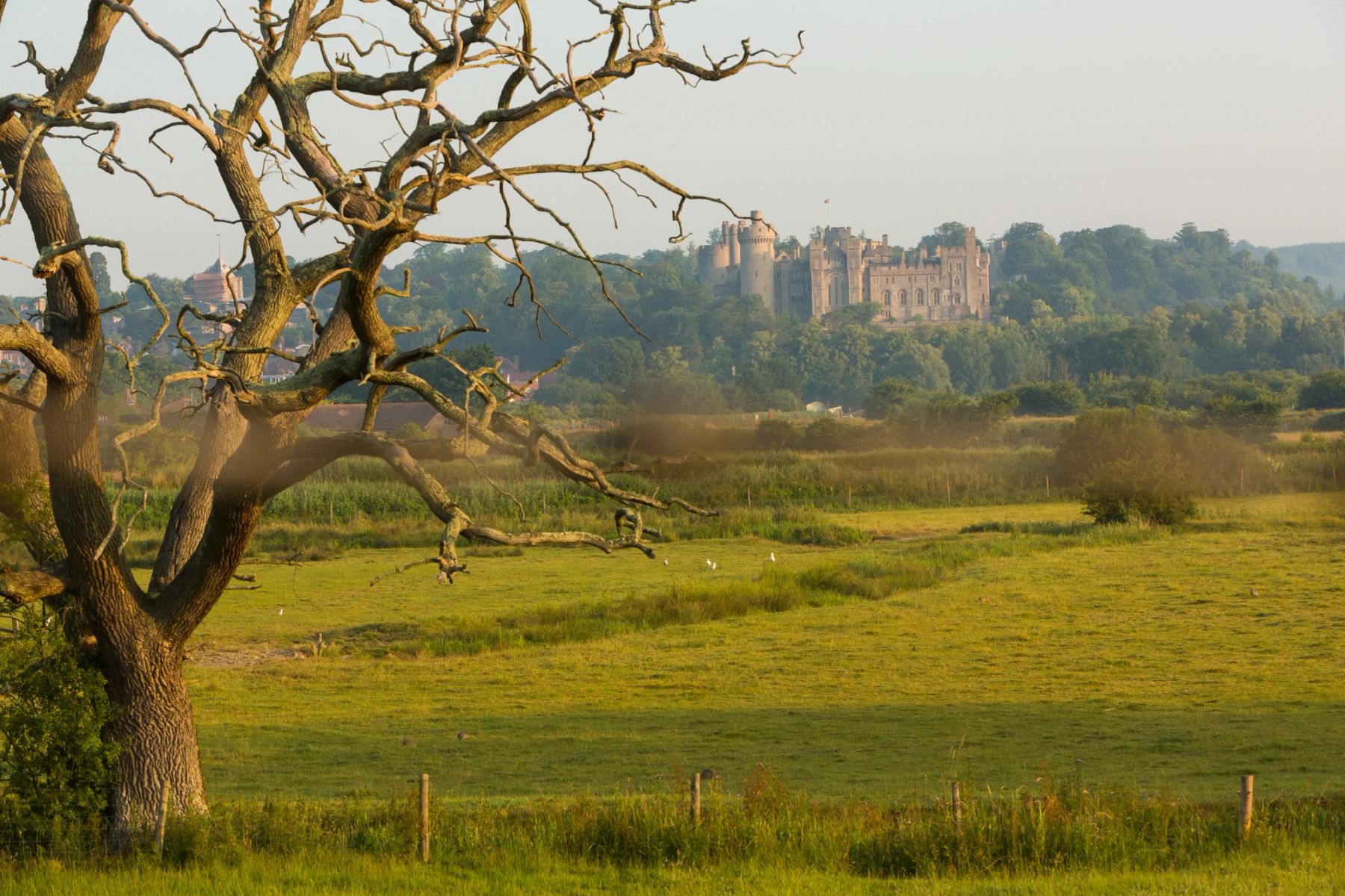 The Old Dead Tree, Arundel