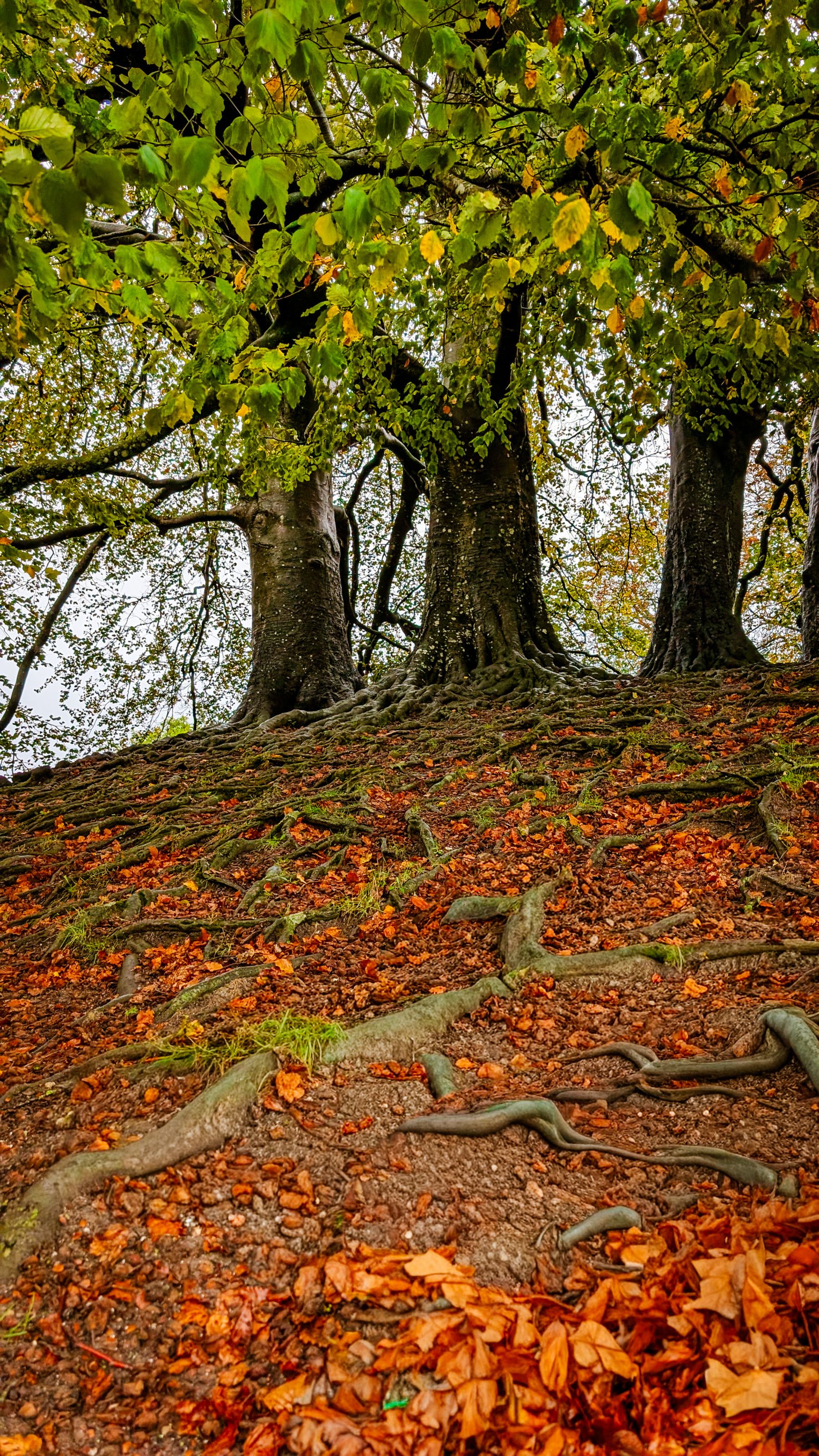 Roots of the Avebury Beeches, Avebury, Wiltshire