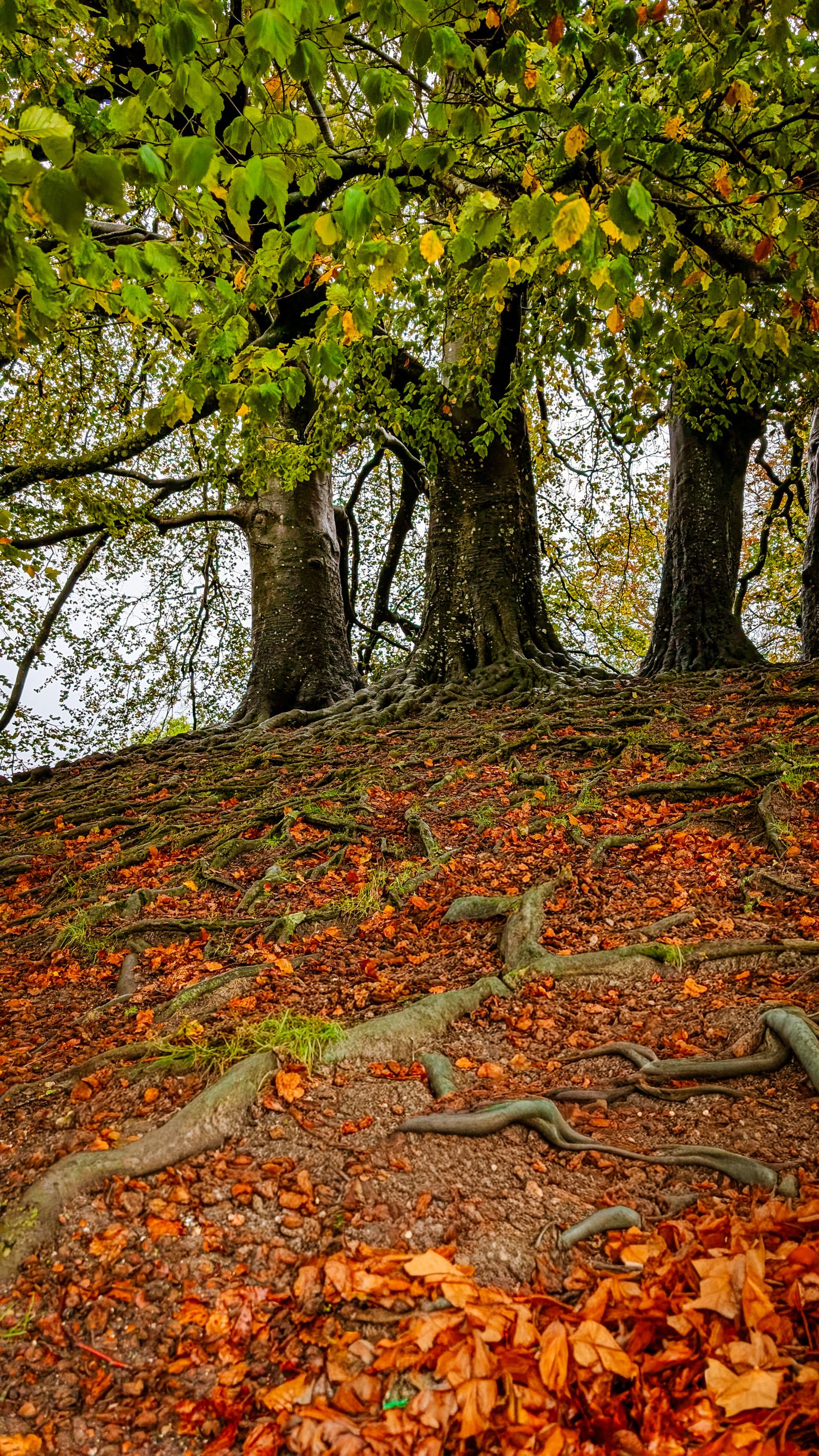 Roots of the Avebury Beeches, Avebury, Wiltshire