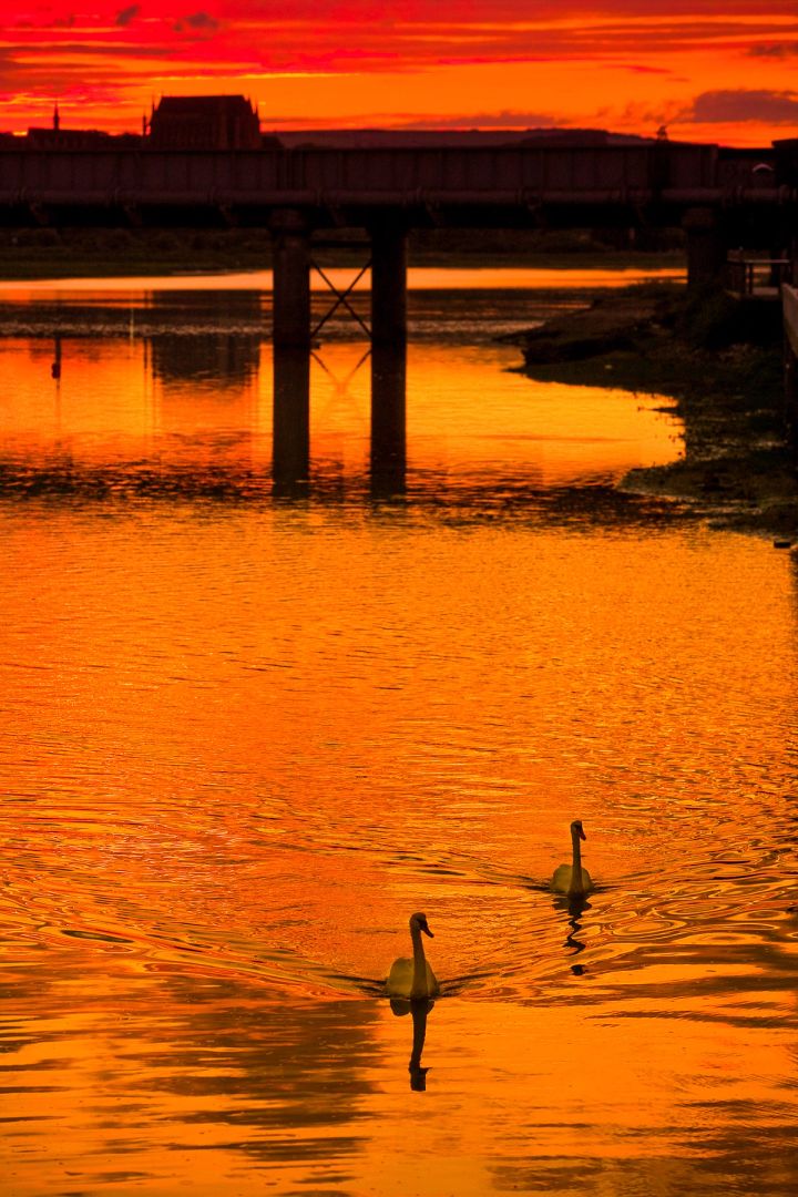 Swans by the Bridge