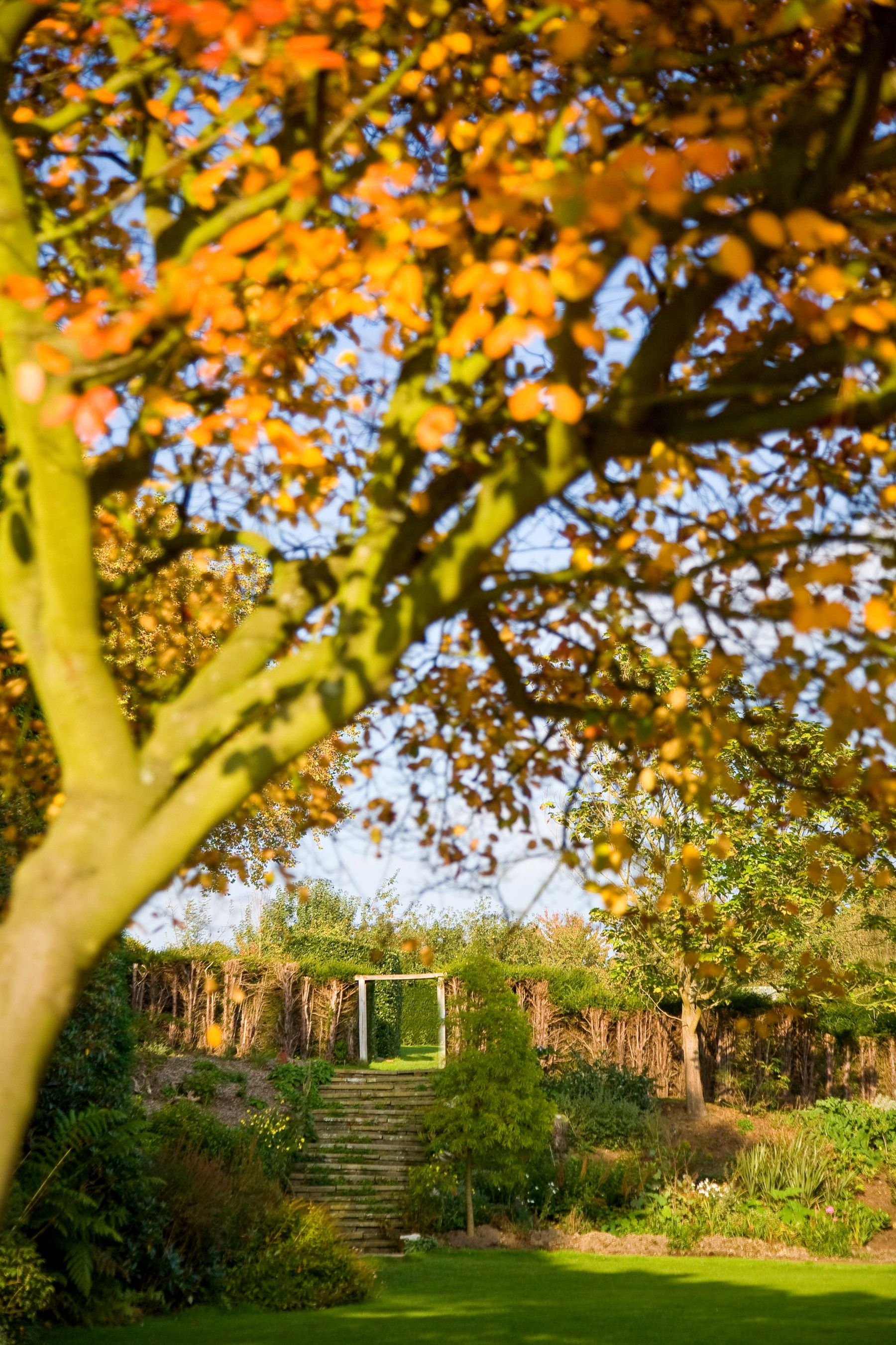Autumn Leaves over the Steps, East Grinstead