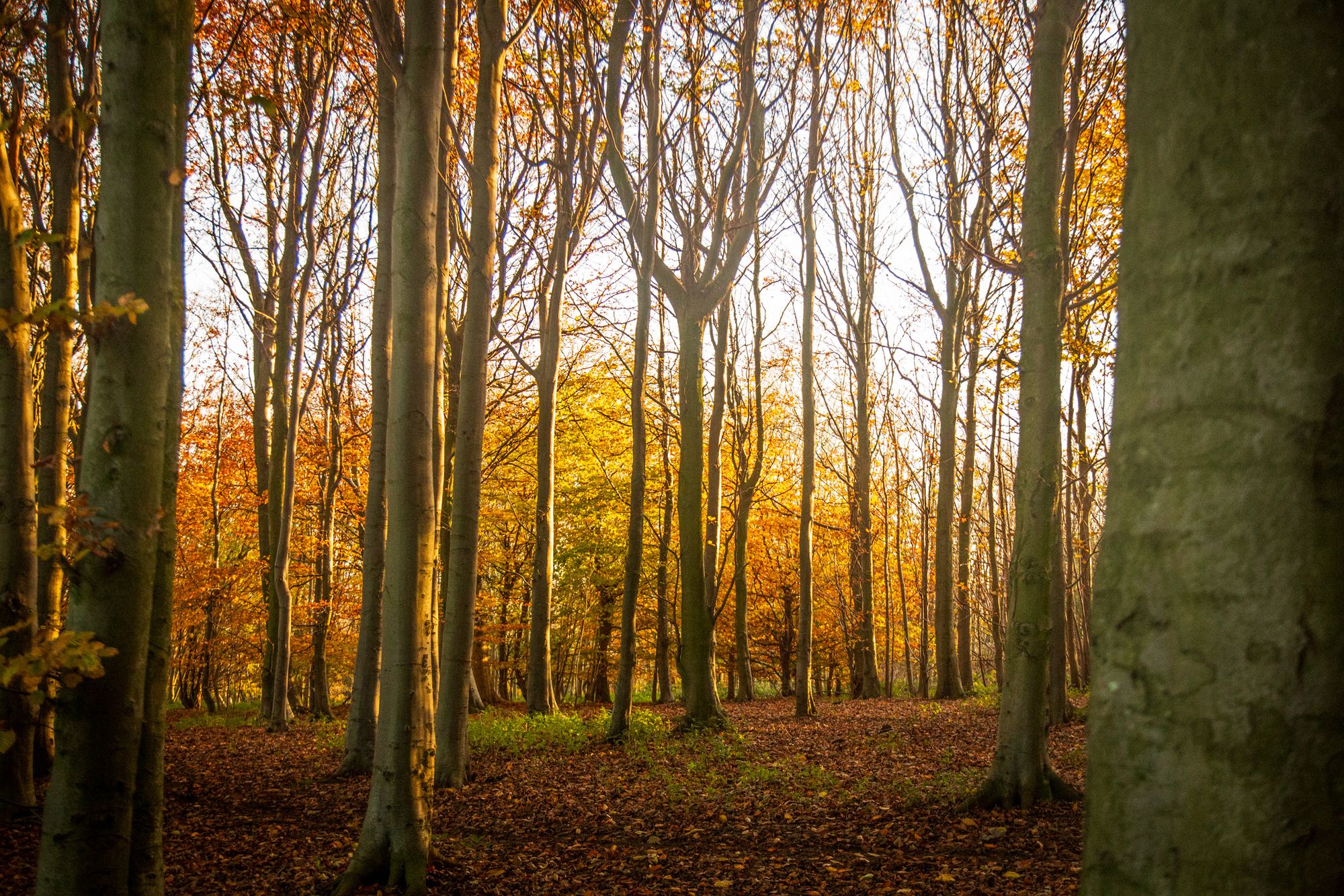 Stanmer Park – photography print by Scott Wright