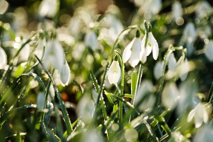 Snowdrops
