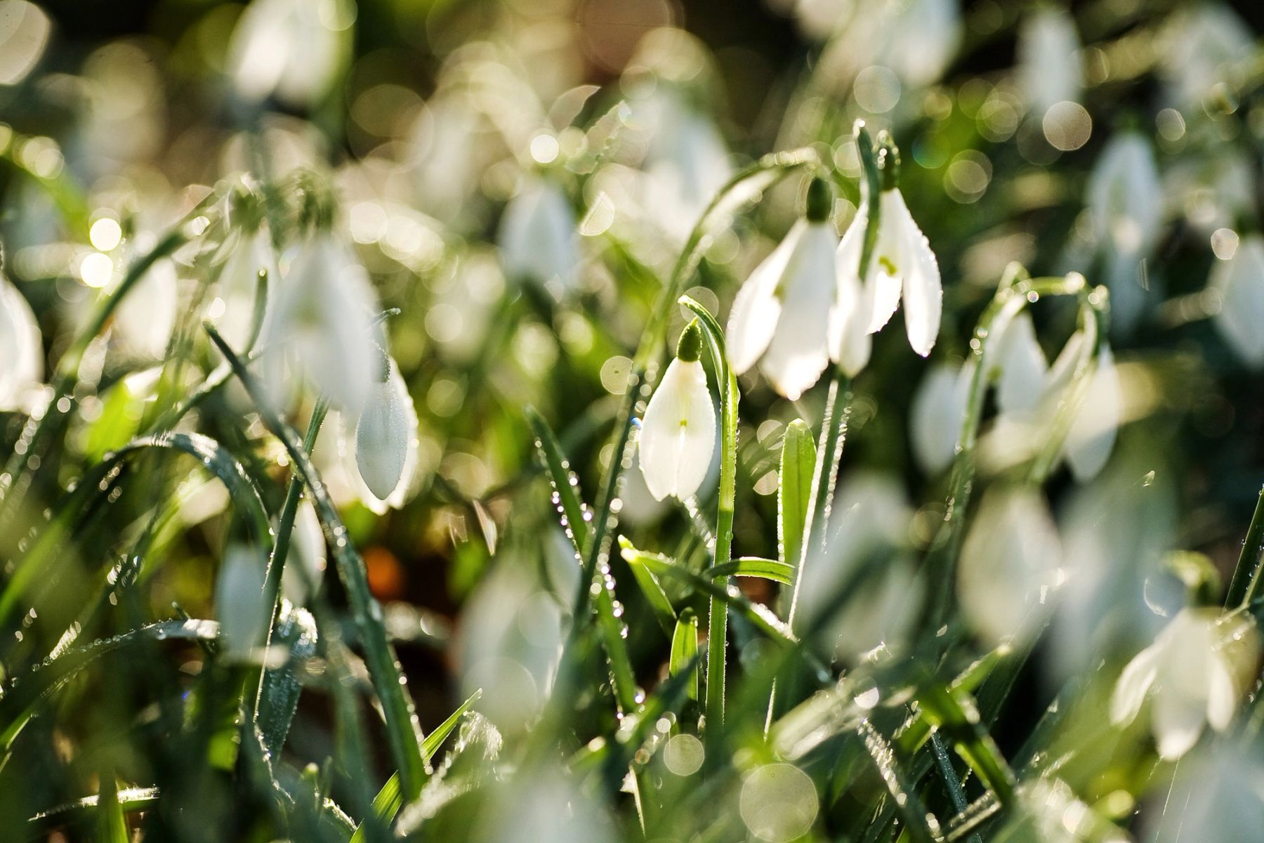 Snowdrops, Bicester, Oxfordshire