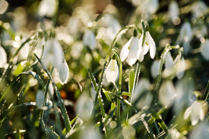 Snowdrops