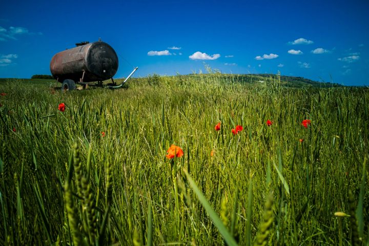 Poppies and the Old Water Tank