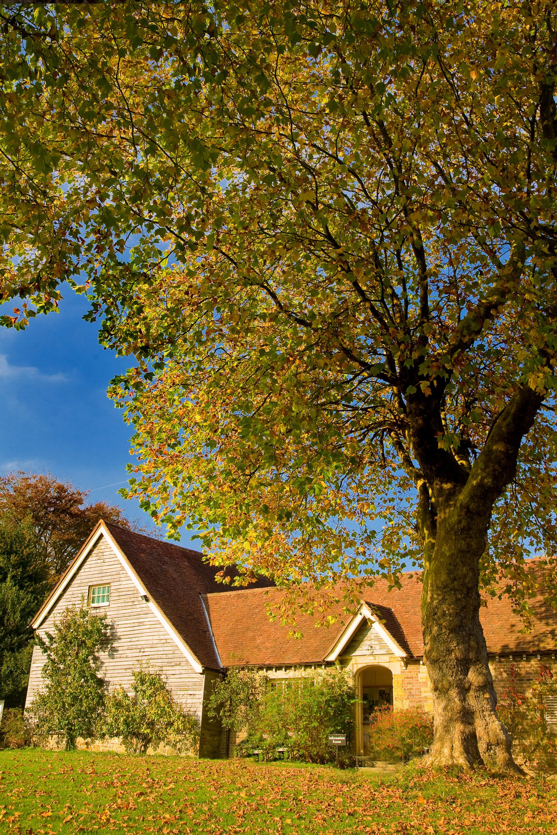 The Barn and the Plane Tree, East Grinstead