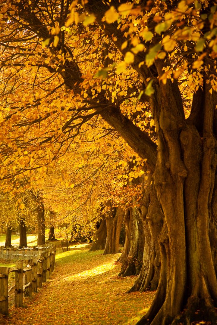 Golden Avenue
