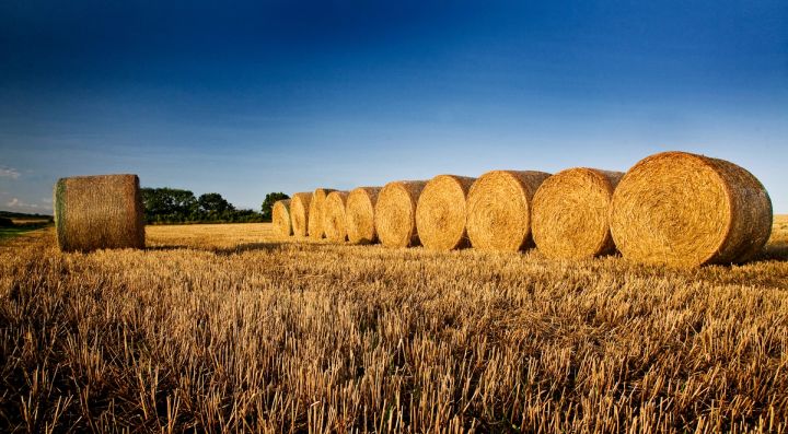 A Row of Bales