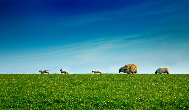 Spring Lambs on the Skyline