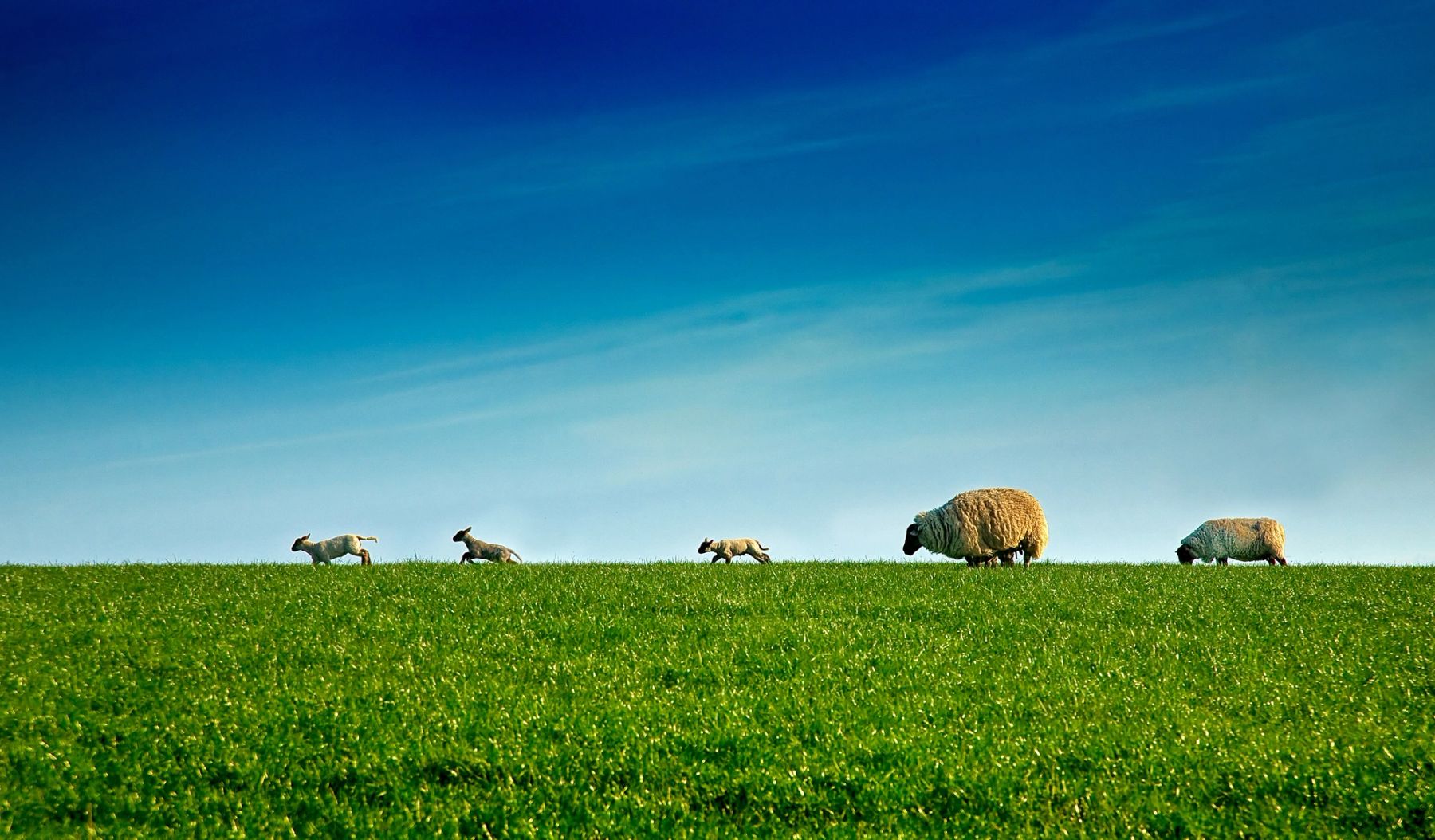 Spring Lambs on the Skyline, South Downs Way