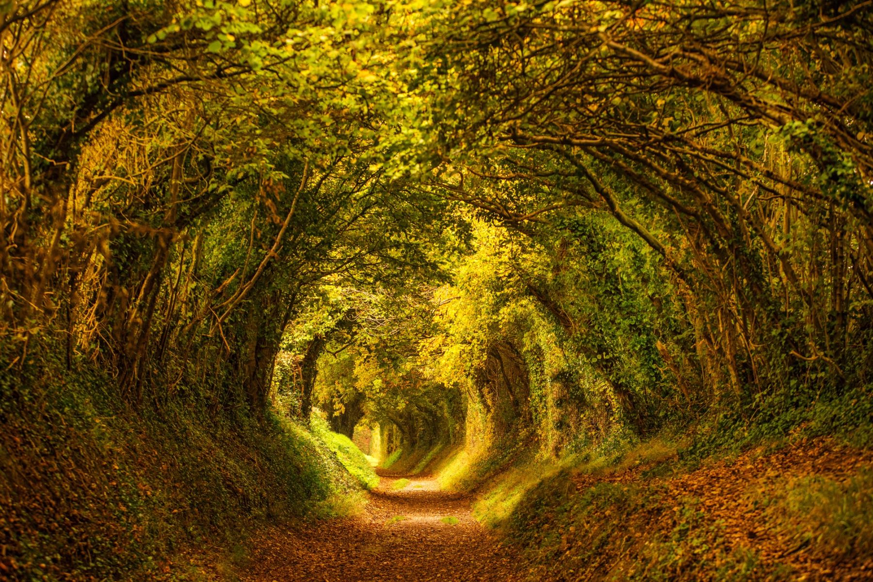 The Halnaker Tree Tunnel, Halnaker