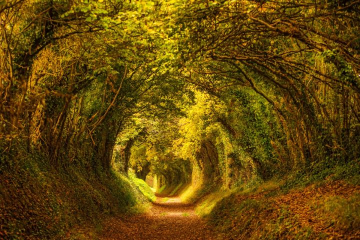 The Halnaker Tree Tunnel
