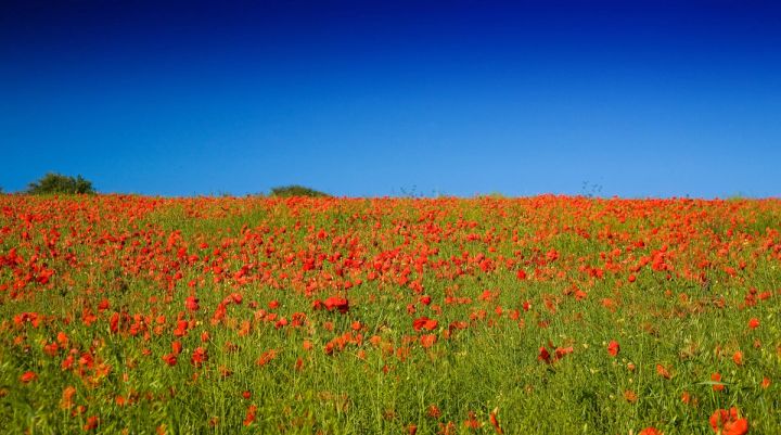 Poppies and Blue Sky