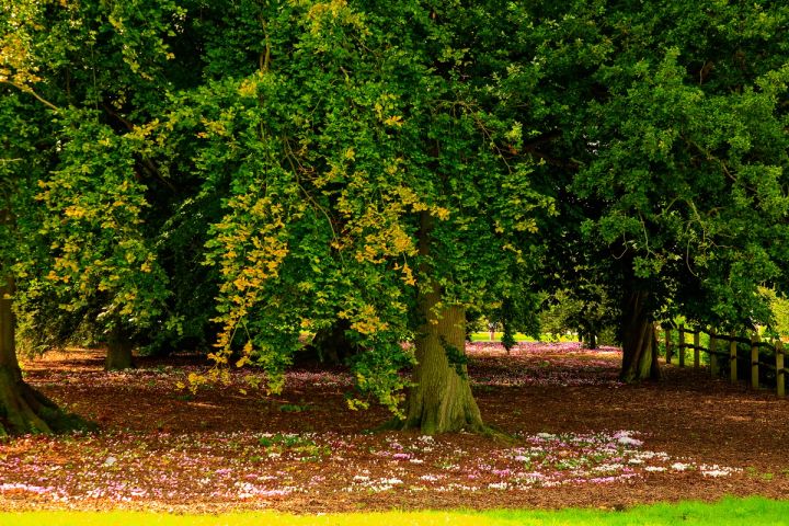 Under the Beech